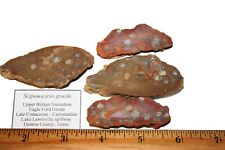 Kreide Ammonitenbett Adler Ford Gruppe Texas Sciponoceras gracile SLICE 1/Gebot