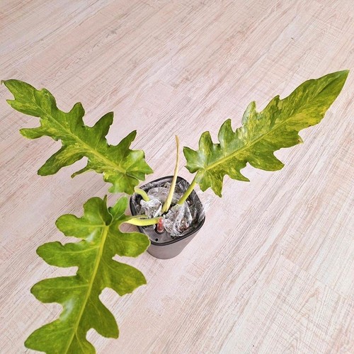 Philodendron bob cee variegata - cee,