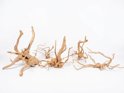Moorwurzel spiderwood - moorwurzel,