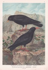 Alpen Krähen Dohlen Coloeus