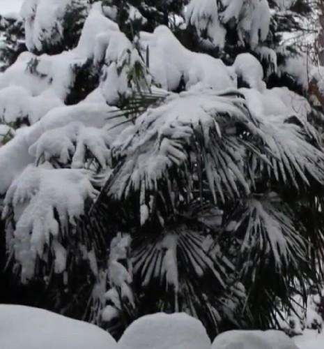Winterharte mazari palmen - 2,