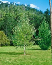 Betula nigra, Schwarze Birke