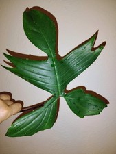 Philodendron Florida  Beauty Green  Steckling