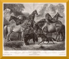 Pferde +Original Holzstich von