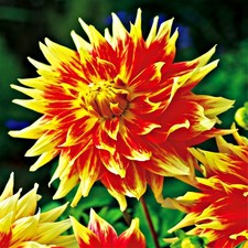 Dahlie Knolle Blüten