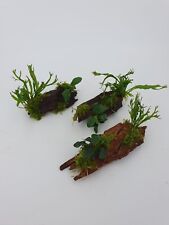 Mangrove Wurzel 3 Stk. für