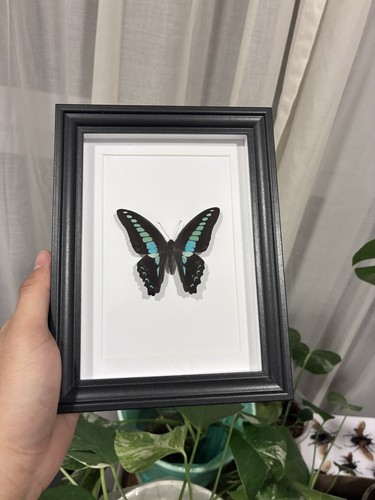Präparierter schmetterling - präparierter, im
