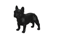 Französische Bulldogge