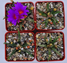 Kakteen – Kaktus –