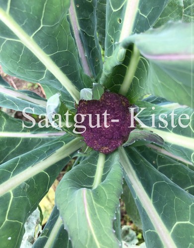 Blumenkohl sicilia - blumenkohl,