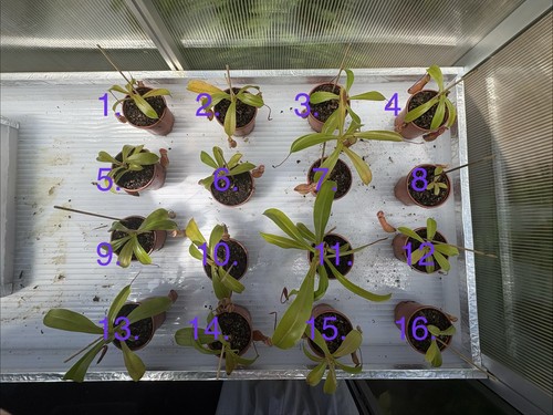 Kannenpflanze nepenthes - kannenpflanze,