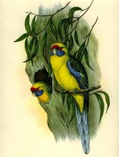 70+y alte Original JOHN GOULD