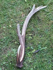 Abwurfstange Geweih Rothirschgeweih Hirschgeweih Hirschhorn Deko Weihnachtsdeko