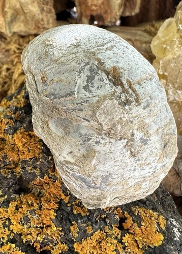 Fossile auster muschel - fossile,