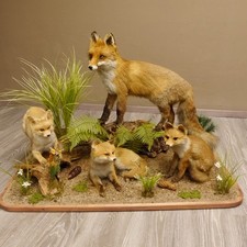 Fuchs Familie 3 Welpen