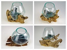 Holzwurzel Kaffeebaum Teak