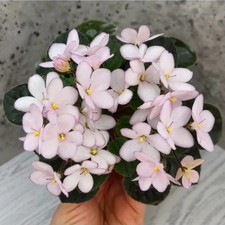 Saintpaulia Usambaraveilchen, African Violet  Mini H- ДЮЙМОВОЧКА