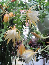 Epiphyllum Blattkaktus