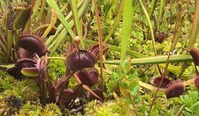 Dionaea muscipula"typical red",Fliegenfalle, Karnivoren,fleischfressende Pflanze