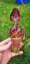 XL Nepenthes lowii x burbidgeae ISC