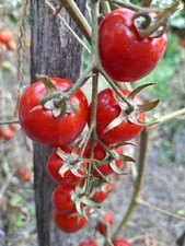Italienische stabtomatensorte - italienische,