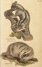 Dachs Opossum Kupferstich Natural History of Quadrupeds 1811