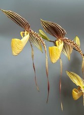 Orchidee Paphiopedilum Saint