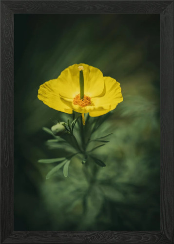 Gelbe blume nahaufnahme - blume,