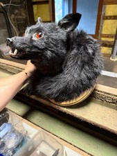 Fuchs Kopfpräperat Gothic