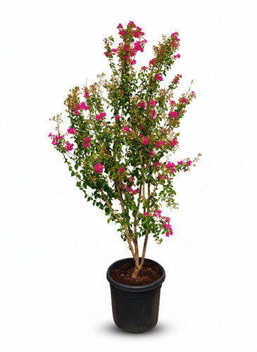 Lagerstroemia indica