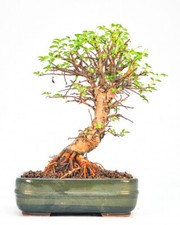 Bonsai Japanische Ulme - Ulmus