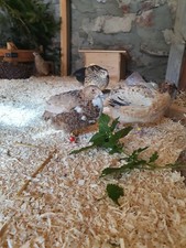 12 Wachteleier Bruteier Legewachteln Eier Wachteln