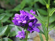 Staude niedrige Knäuel - Glockenblume Campanula glomerata Acaulis 9x9 cm Topf