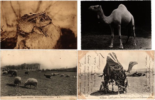 Tier tiere mix 50 - tiere,