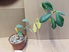 Euphorbia specksii, kakteen sukkulenten Kaktus Caudex