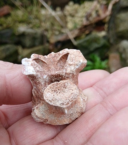 Marokko fossil seeschlange - fossil,