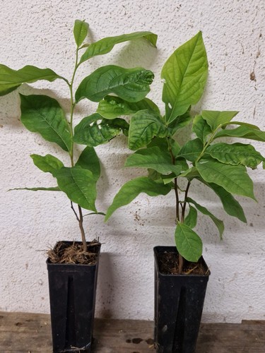 Pawpaw indianer banane - pawpaw, indianer-banane