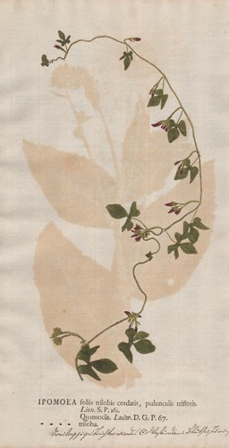 Ipomoea triloba littlebell