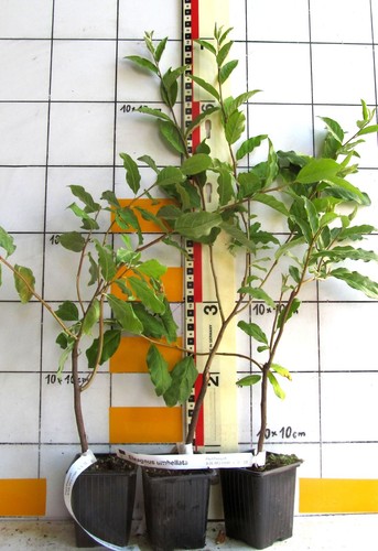Eleagnus umbellata korallen - umbellata,