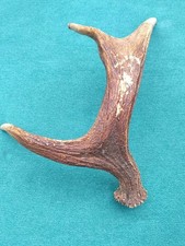 Elch Abwurfstange Schaufel