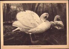 E 1014 Ostpreussen Vogelwarte Rossitten Kurische Nehrung Schwan