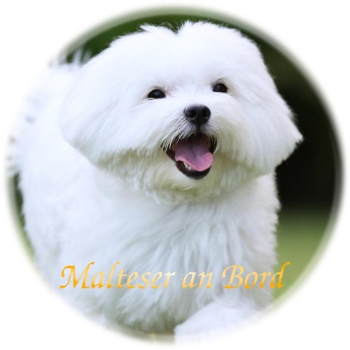 Auto aufkleber malteser - aufkleber, hund