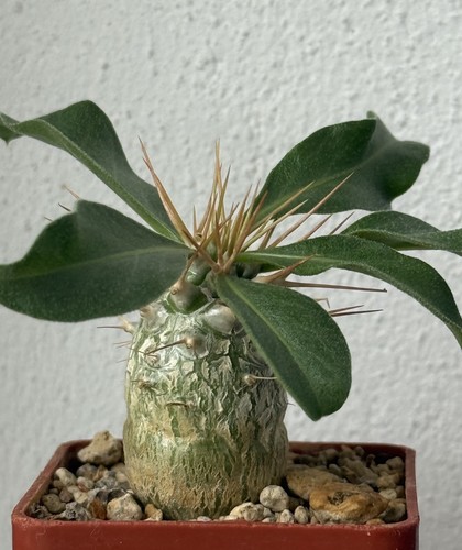 Pachypodium namaquanum aus