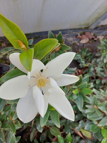 Magnolia grandiflora little - magnolia,