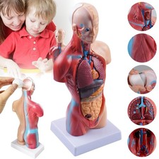 Torso Herz Anatomie und