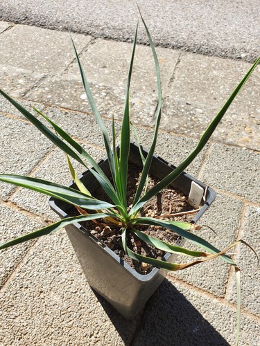 Mw43 2022 yucca linearifolia - mw43-2022,