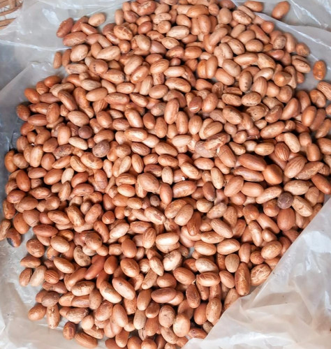 Frische afrikanische bittere