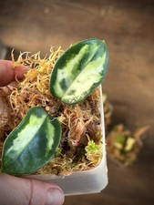 Hoya Carnosa Madara GE -