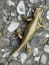 Lurch Echse Bronze Skulptur