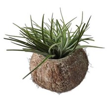 Exotische Kokosnuss Schale mit